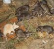 Trou De Rat Dans Le Jardin Élégant Rat Et souris Dans La Culture Wikiwand