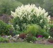 Vert Le Jardin Brest Inspirant Do southern Gardeners Suffer From Peony Envy