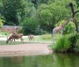 Zoo Du Jardin Des Plantes Charmant Re Mend City to Live Anywhere In France for A Chill Family