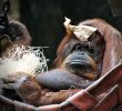 Zoo Du Jardin Des Plantes Frais File orangoutan Nenette Jardindesplantes Paris