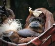 Zoo Du Jardin Des Plantes Frais File orangoutan Nenette Jardindesplantes Paris