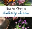Le Jardin Des Papillons Inspirant Tips and Resources for Starting A Small butterfly Garden at