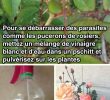Lutter Contre Les Fourmis Au Jardin Nouveau L Insecticide Naturel Que tous Les Jardiniers Devraient